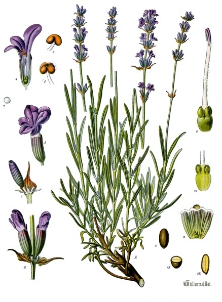English Lavender
