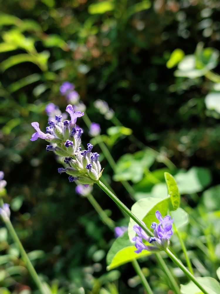 Lavender