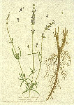Lavandula spica