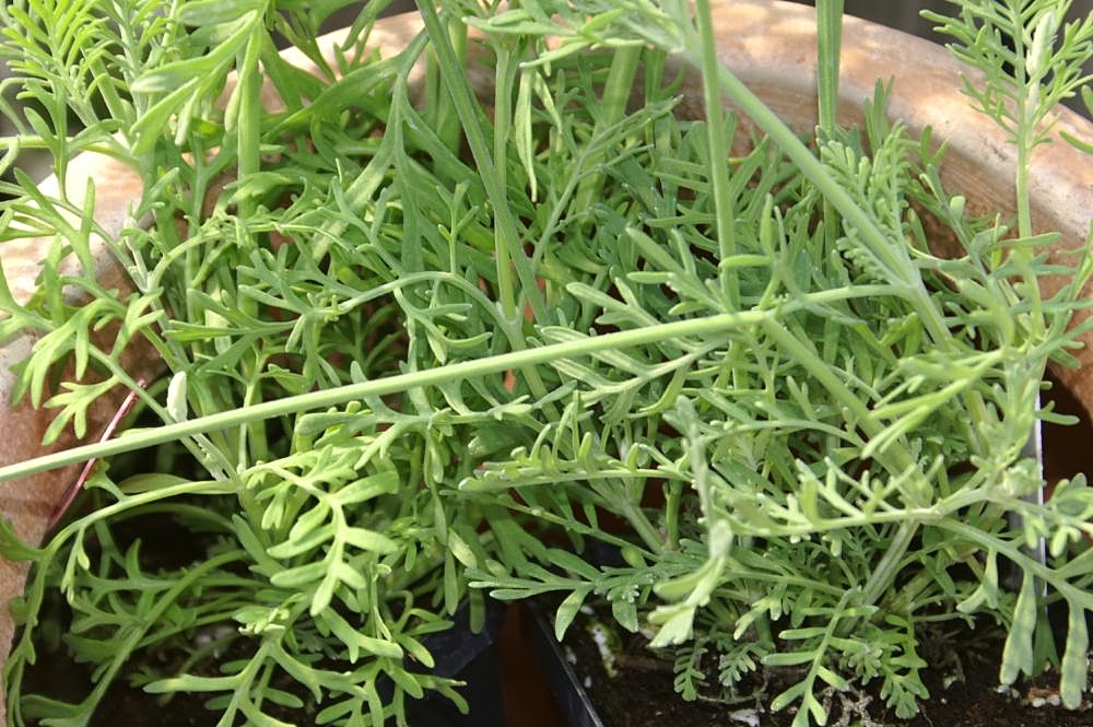 Hybrid Lavender