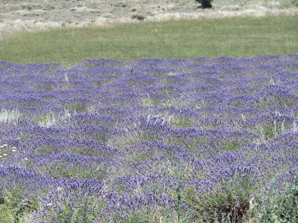 Dutch Lavender