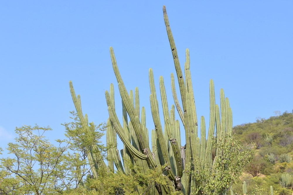 Lemaireocereus quevedonis