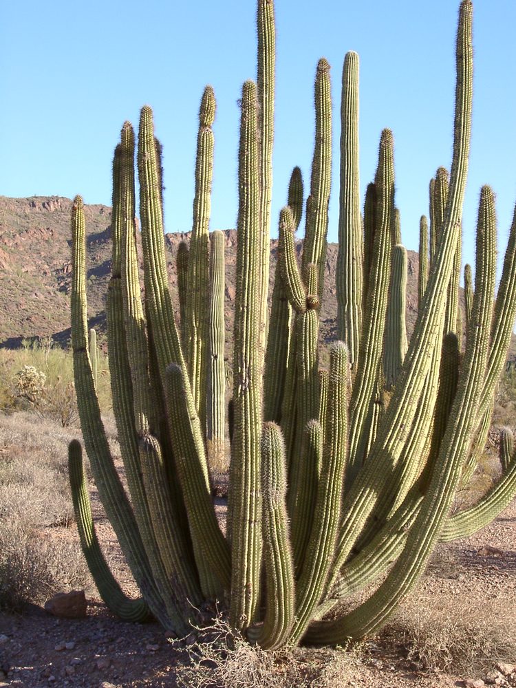 Lemaireocereus thurberi