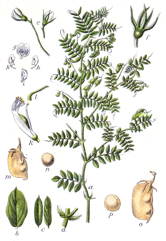 Lentil