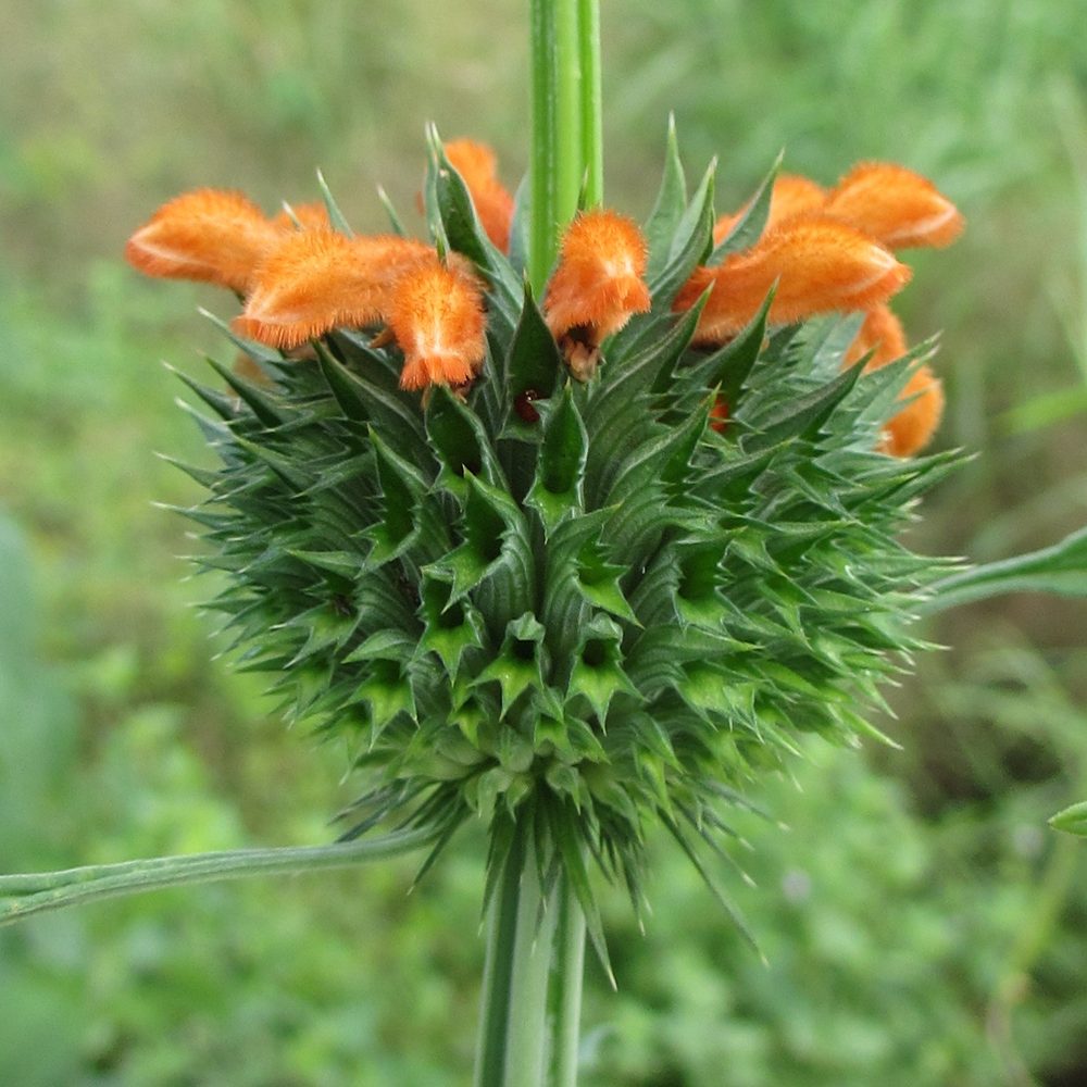 Woody Lion's-Ear
