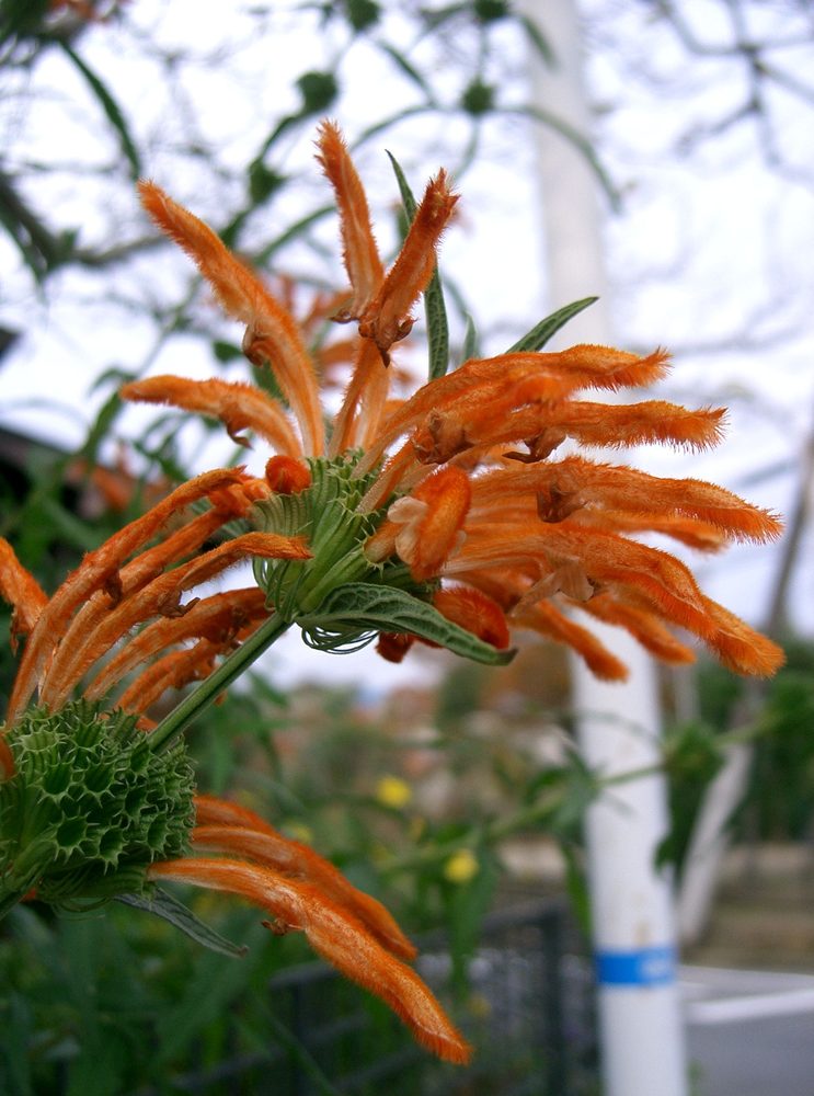 Lion's Ear