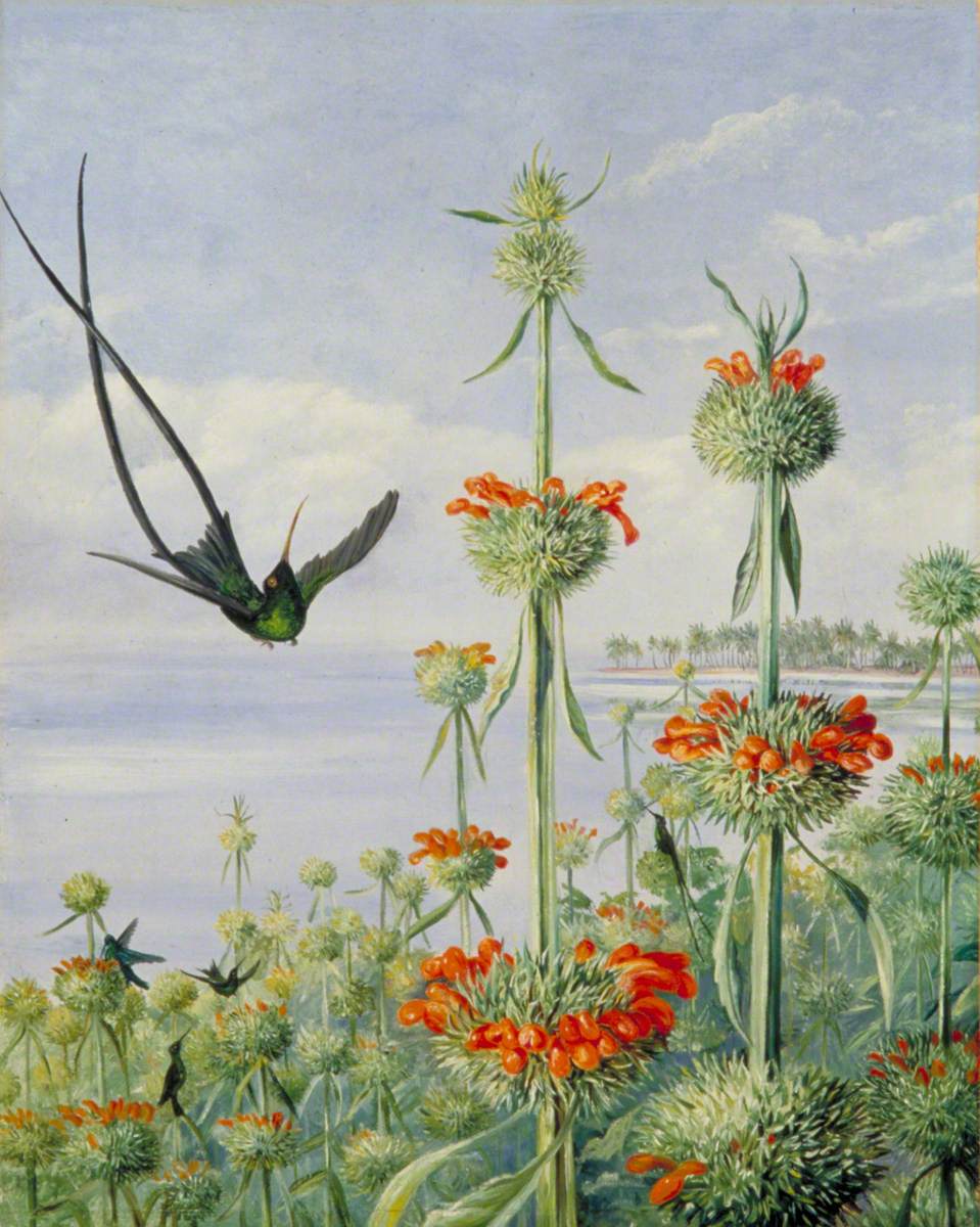 Catnipleaf Lion's-Ear