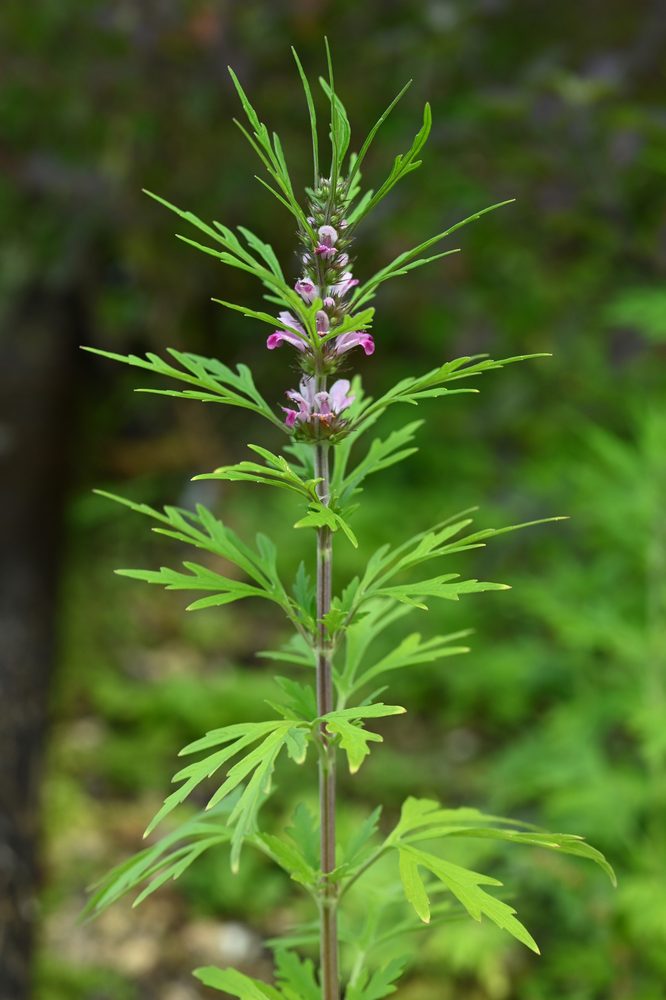Leonurus heterophyllus