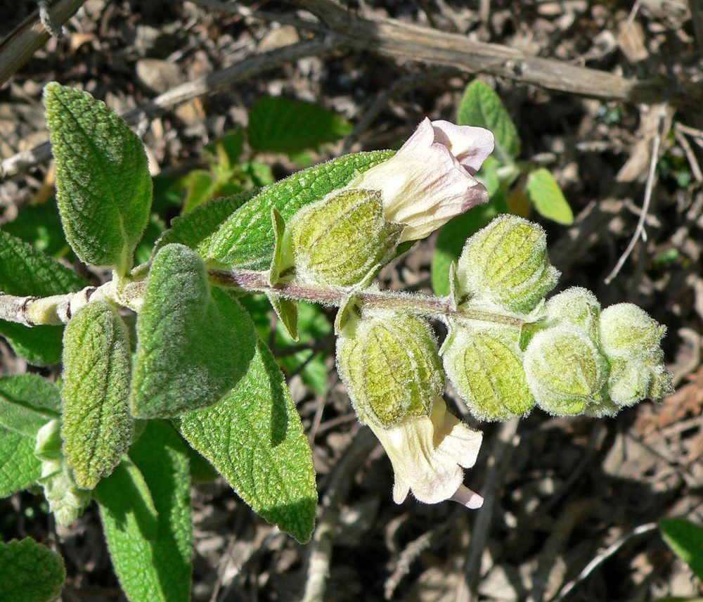 Epling's Lepechinia