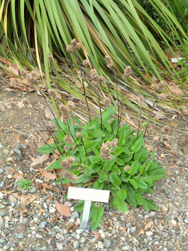Lepechinia caulescens