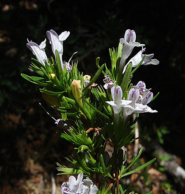 Lepechinia chamaedryoides