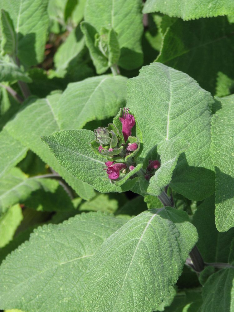 Lepechinia hastata