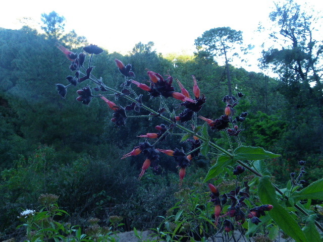 Lepechinia urbanii