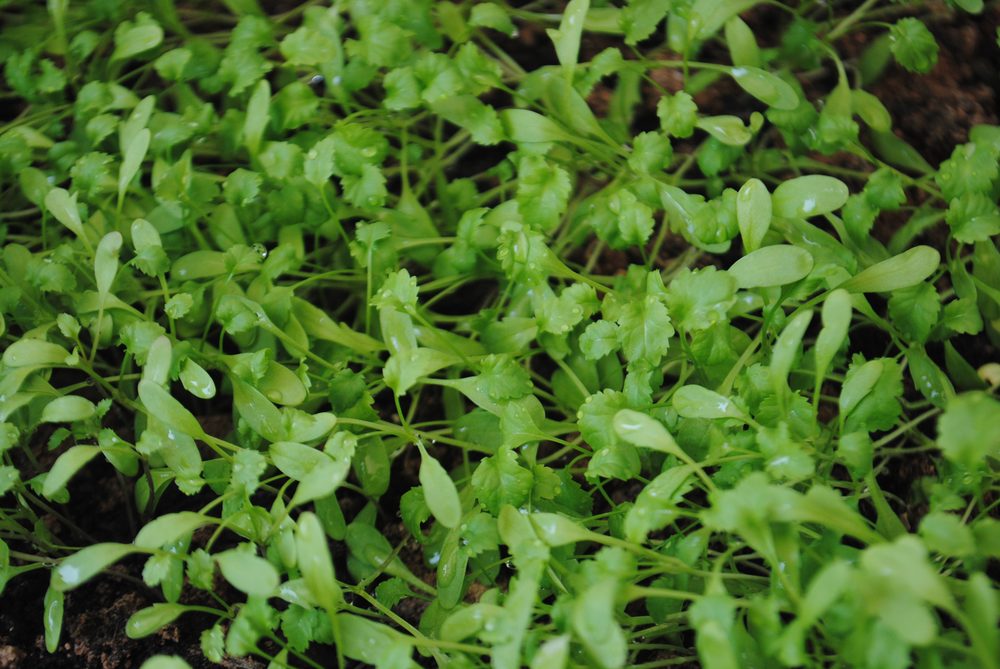 Garden Cress