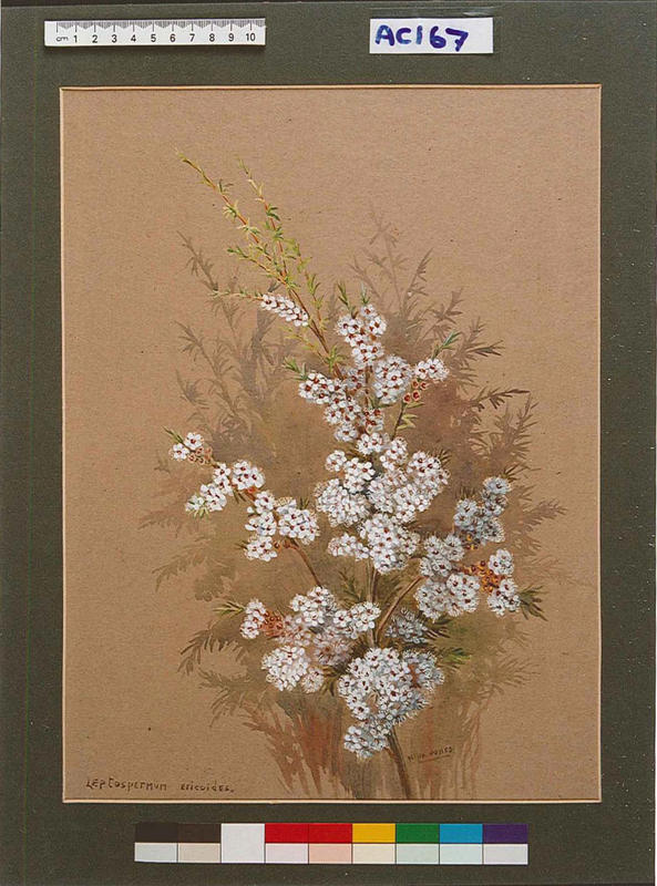 Leptospermum ericoides