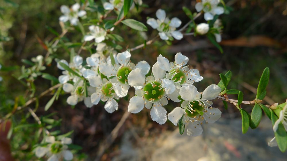 Leptospermum polygalifolium