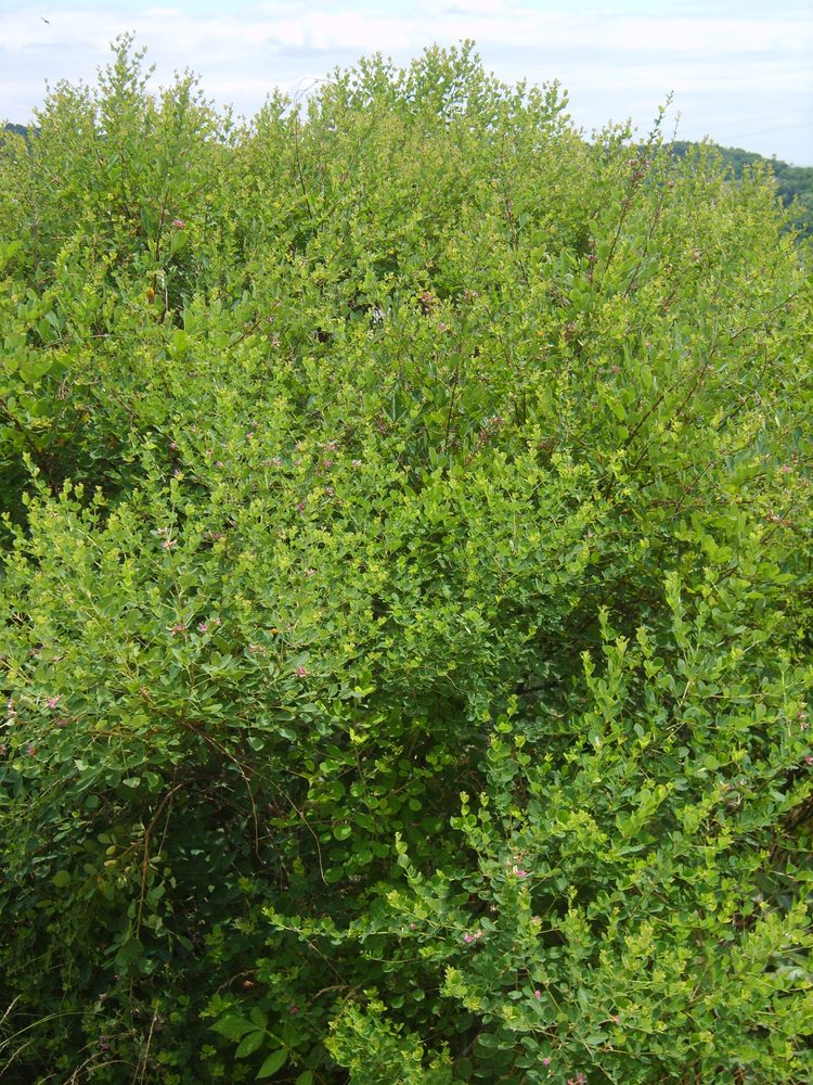 Lespedeza cyrtobotrya