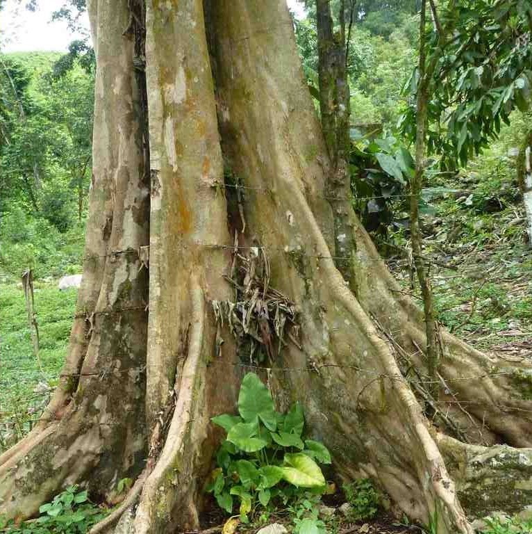 Sansapote
