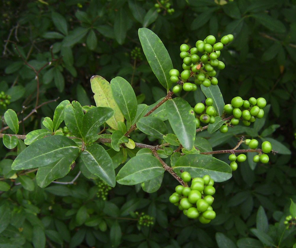 Common Privet