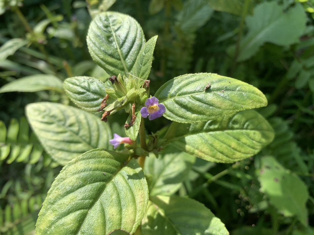 Limnophila rugosa