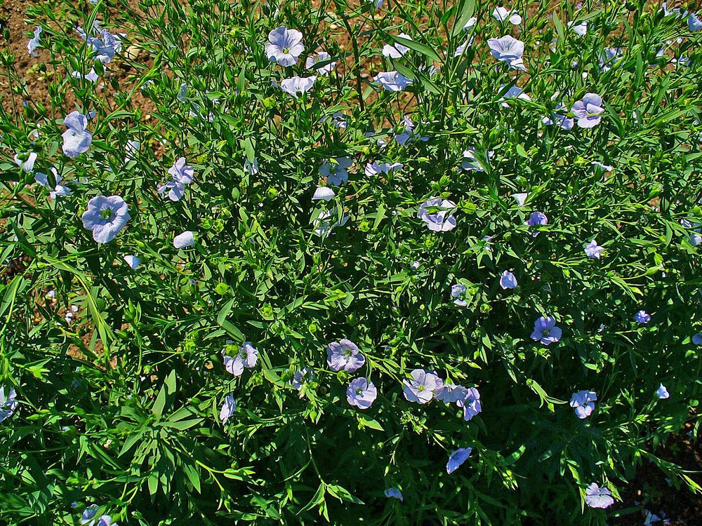 Flax