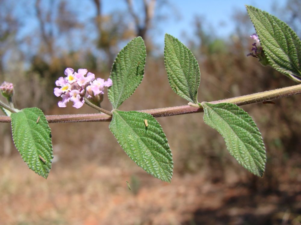 White Lippia