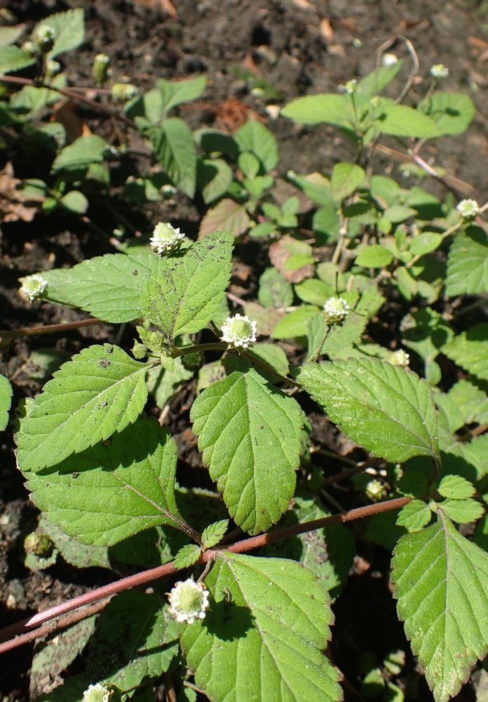 Sweet Herb