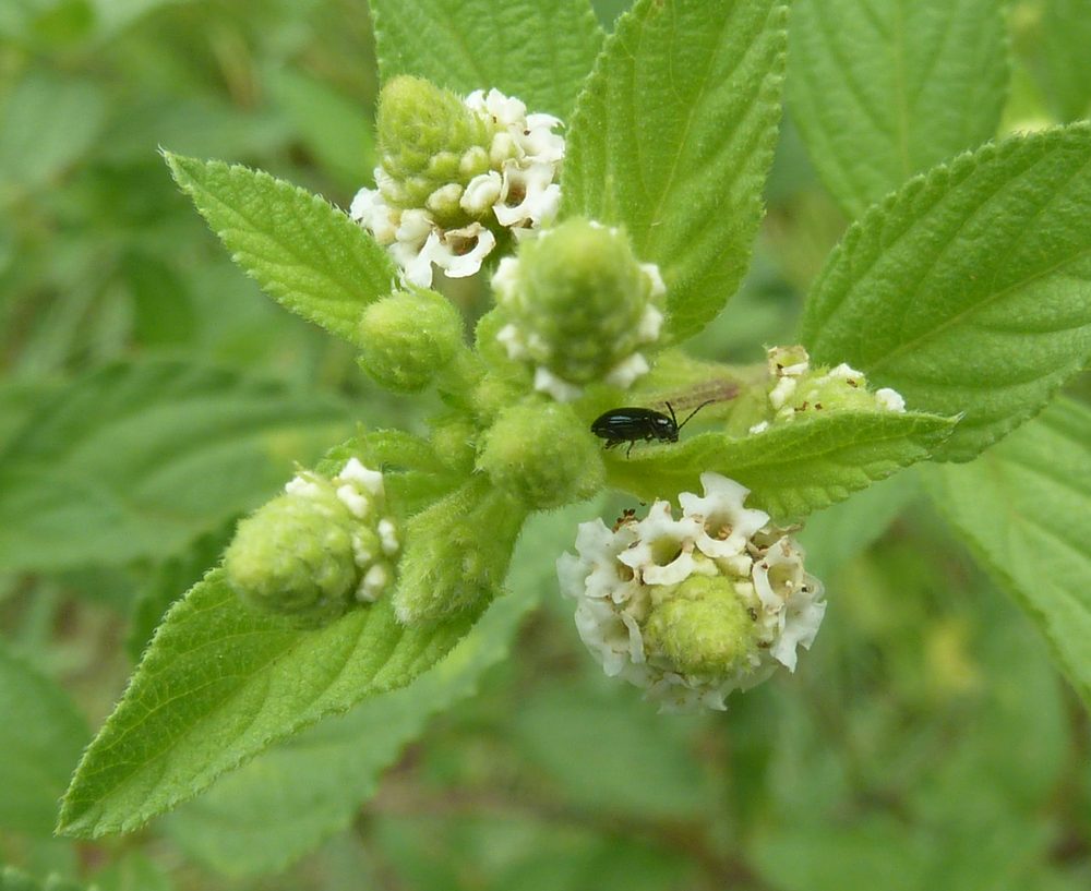 Lemon Bush