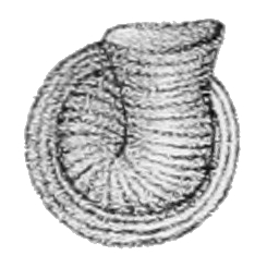 Lithocarpus elizabethae