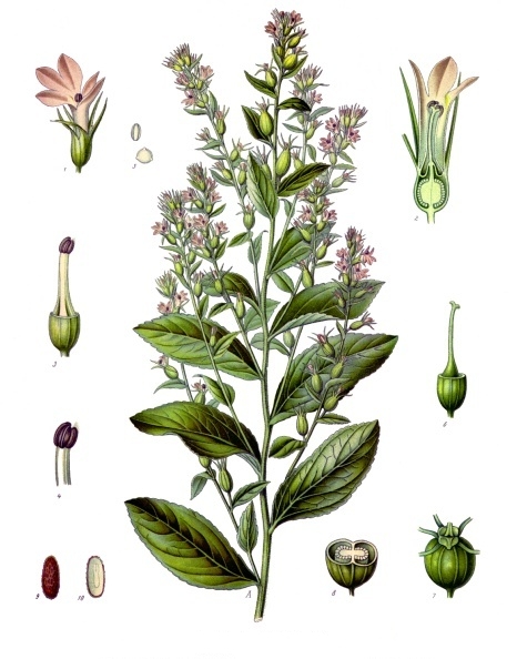 Indian Tobacco