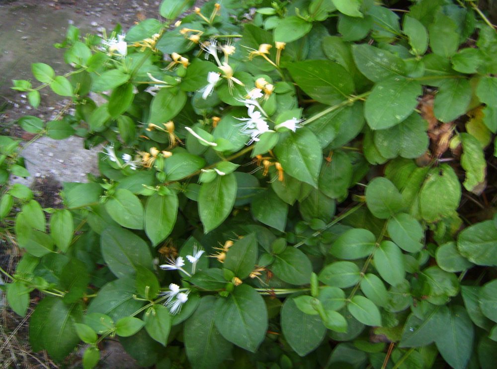 Japanese Honeysuckle