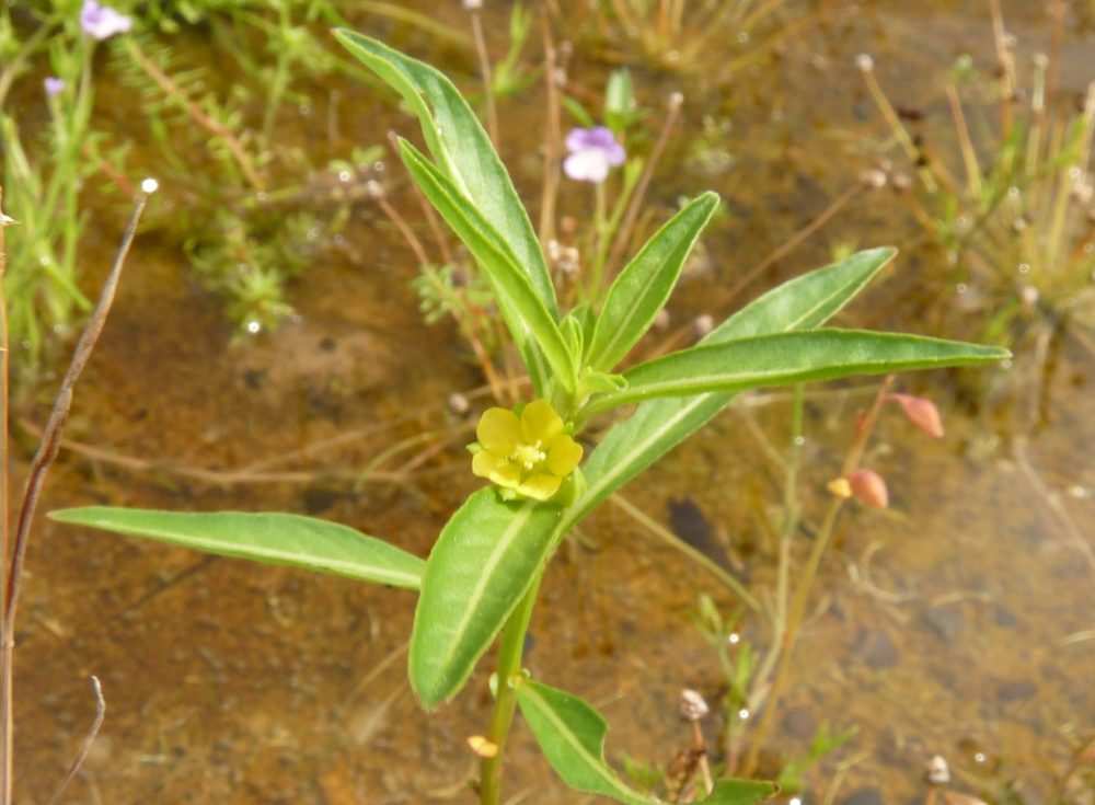Fireweed ludwigia