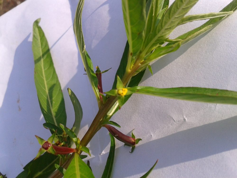 Ludwigia parviflora