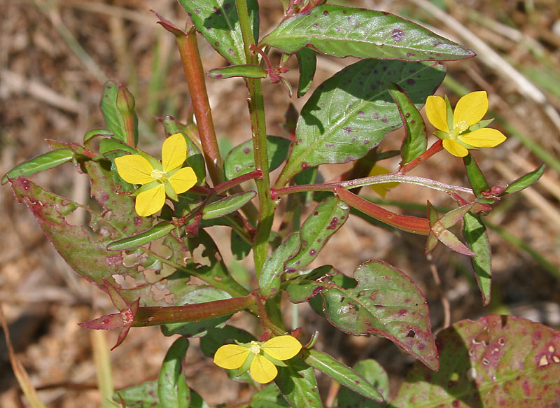 Perennial ludwigia