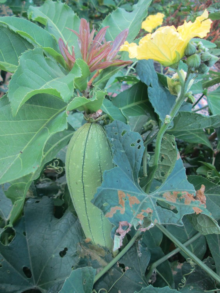 Luffa