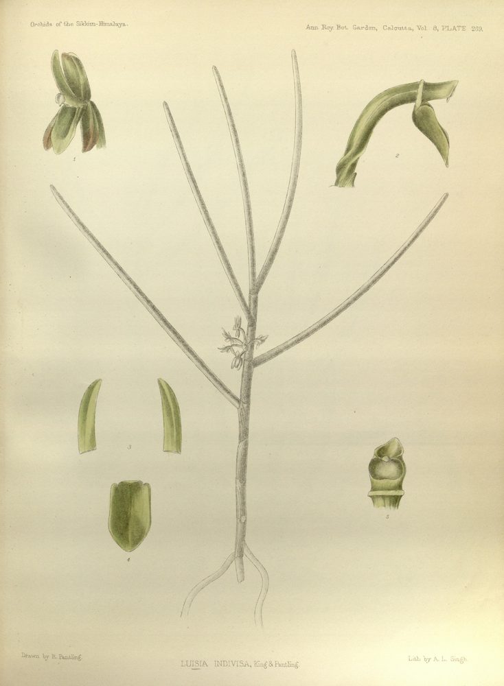 Luisia indivisa
