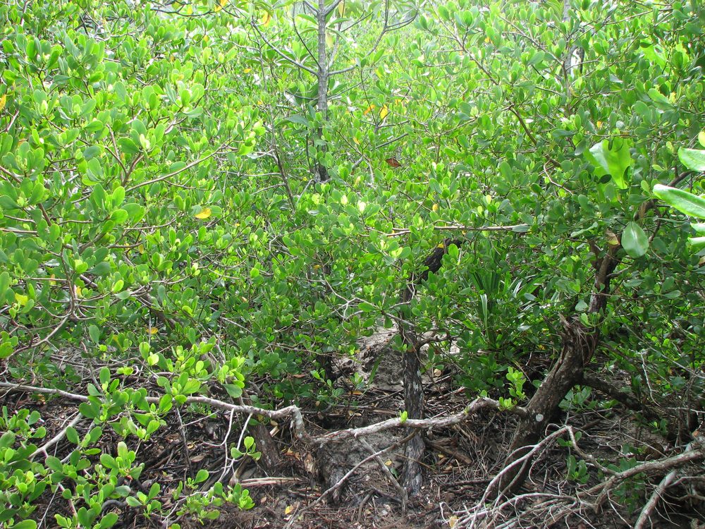 Lumnitzera racemosa