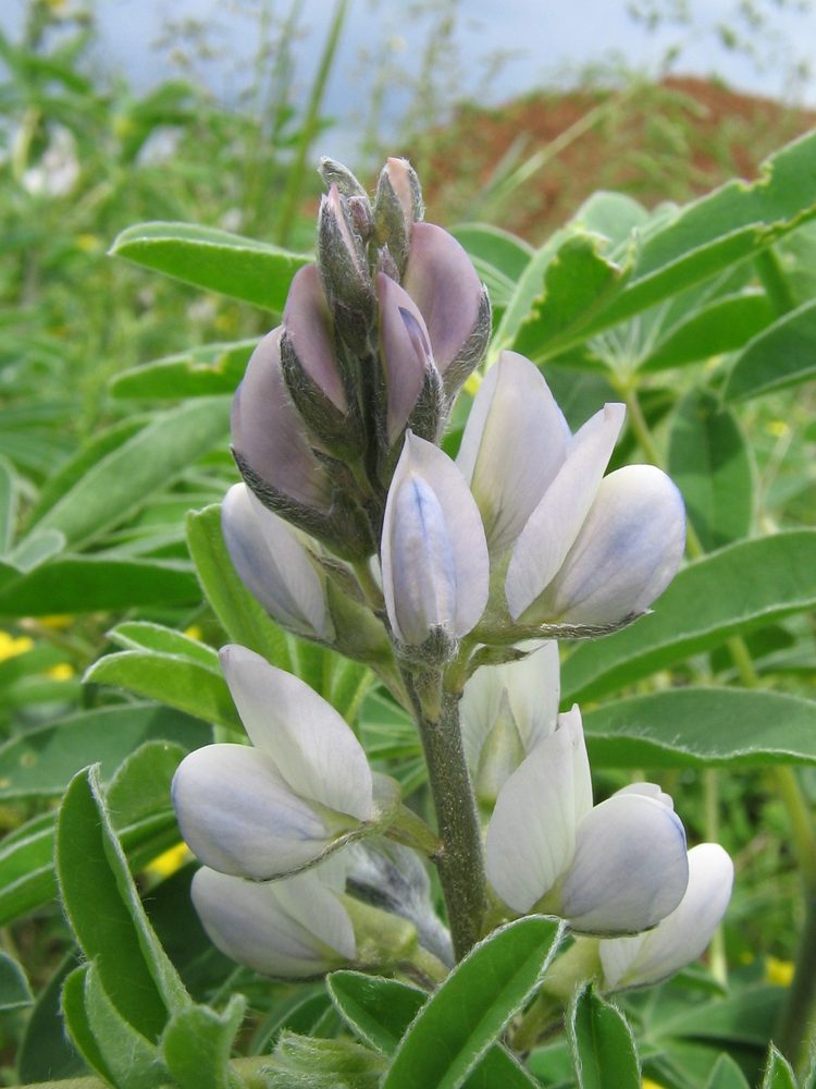 White Lupine