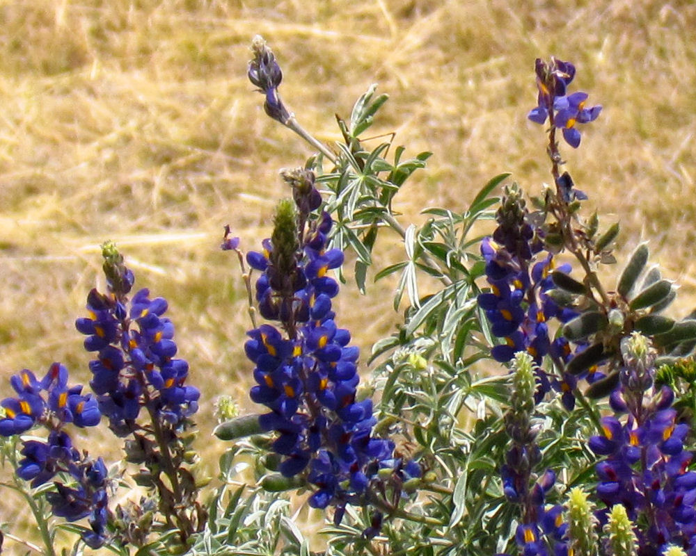 Andean Lupine