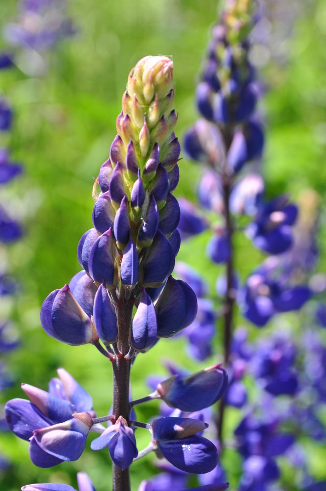 Lupinus polyphyllus
