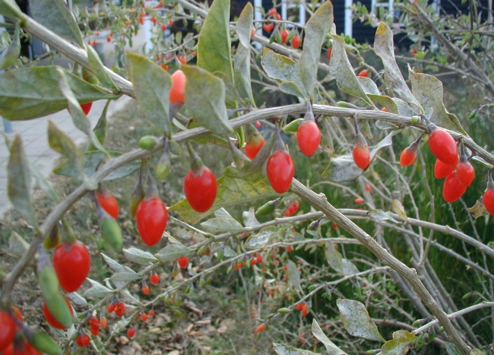 Barbary Matrimony Vine