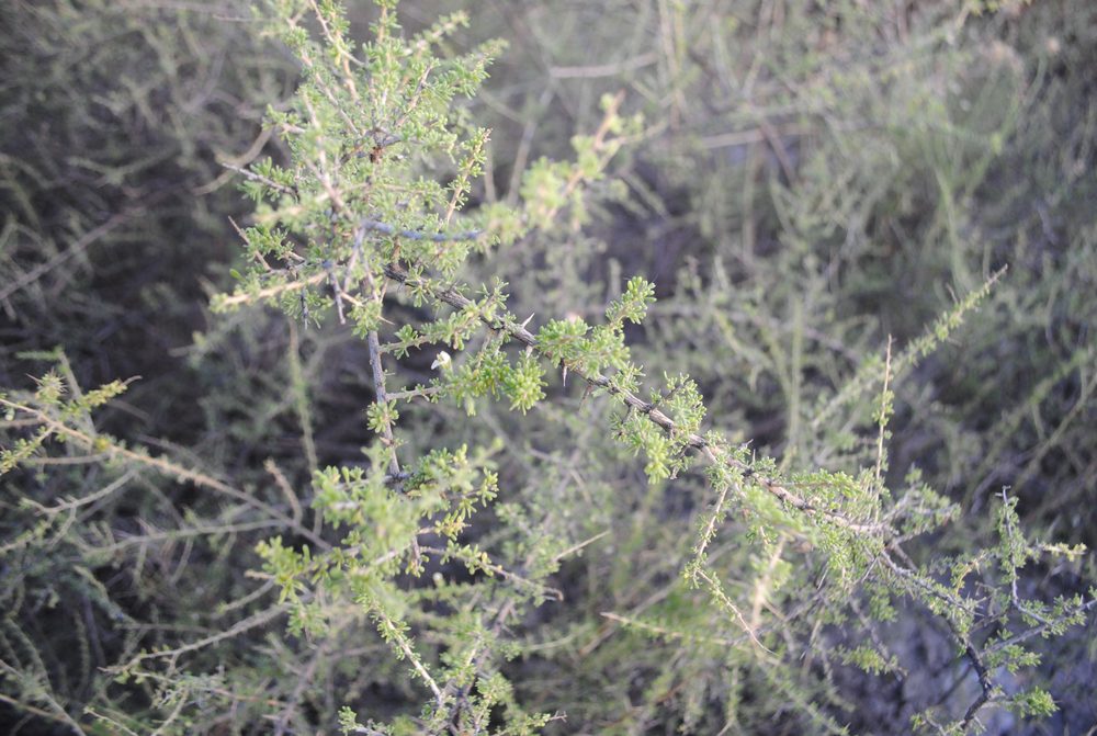Chilean Wolfberry