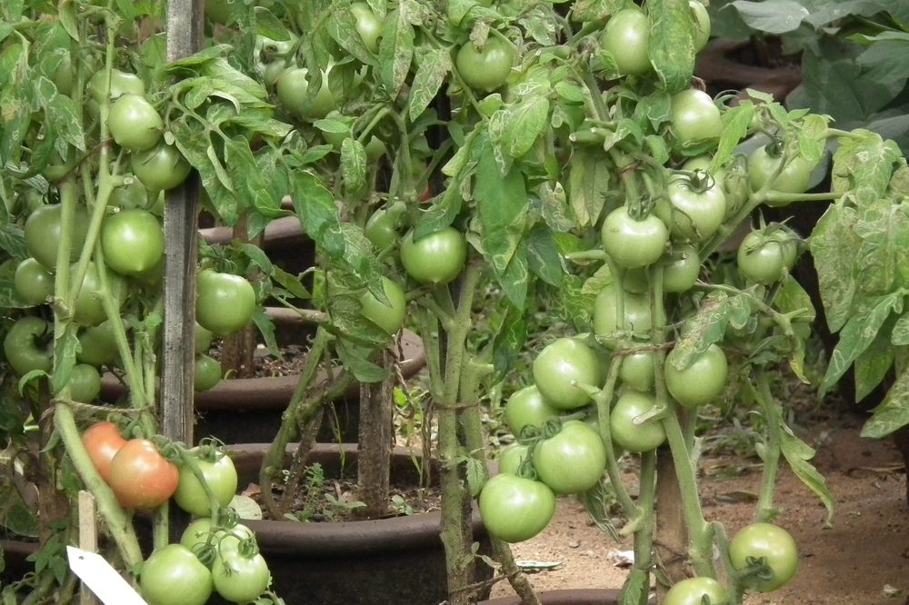Tomato