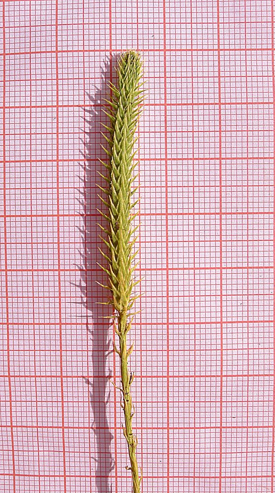 Clubmoss