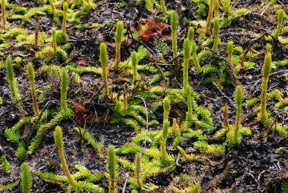 Clubmoss