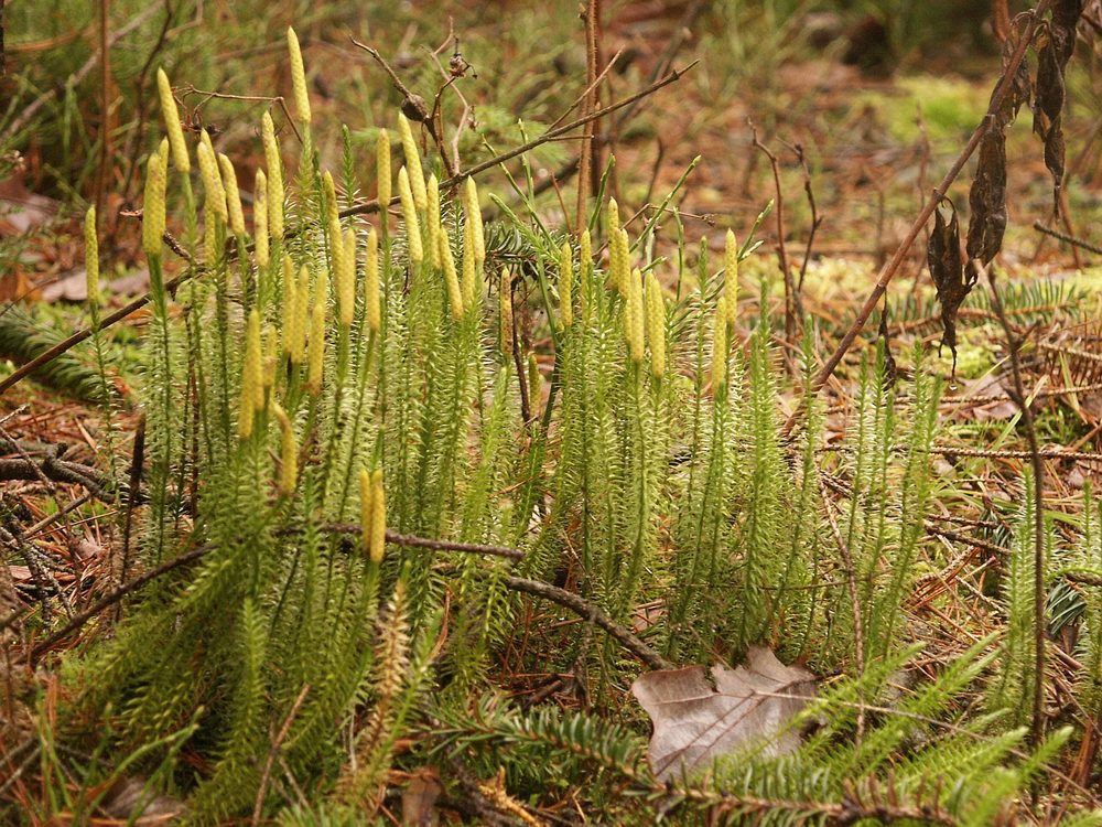 Clubmoss