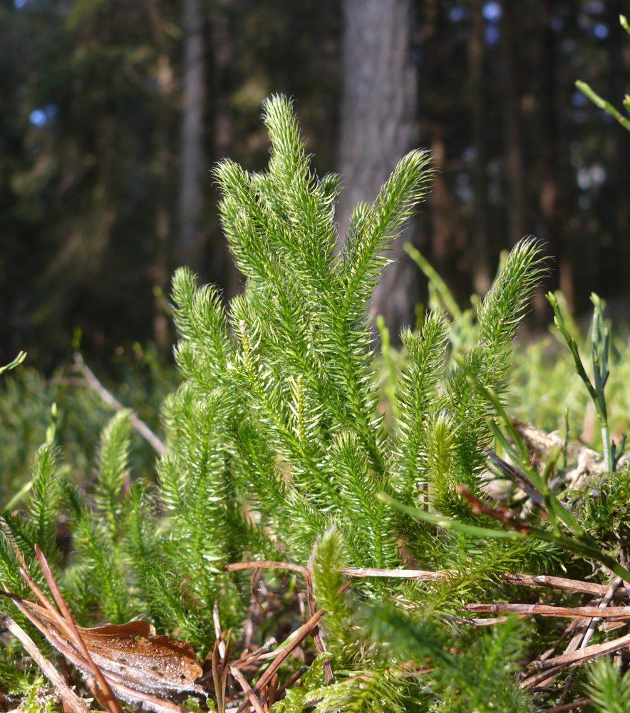 Antler Herb