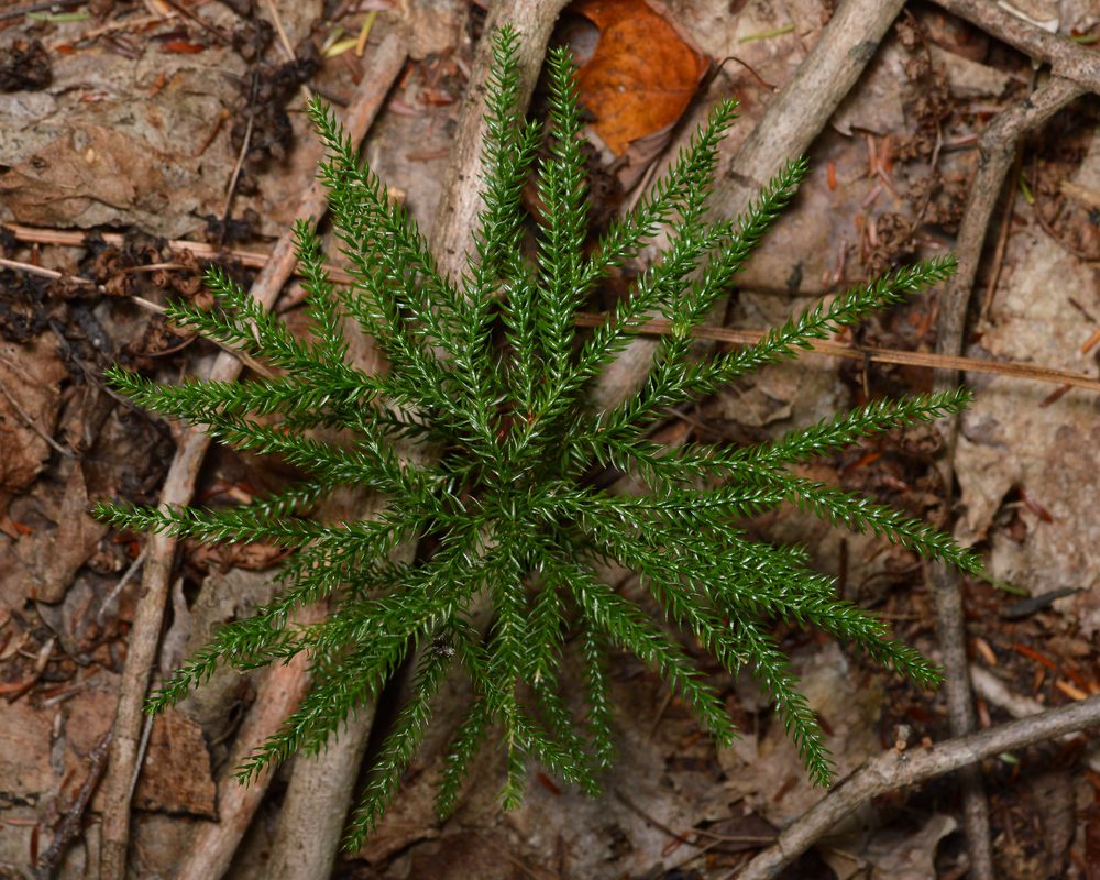 Clubmoss