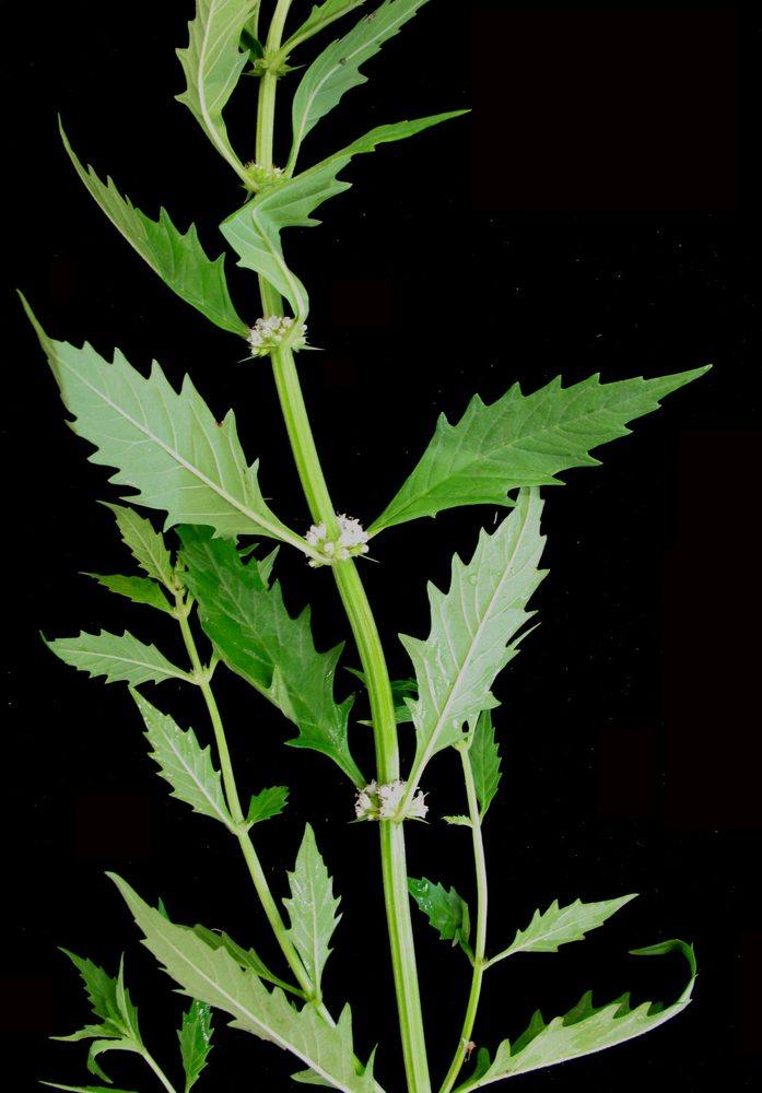 American Bugle