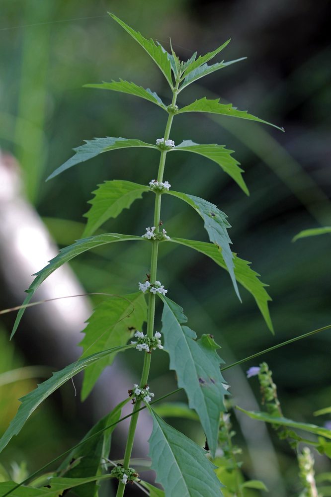 One-Flowered Bugle